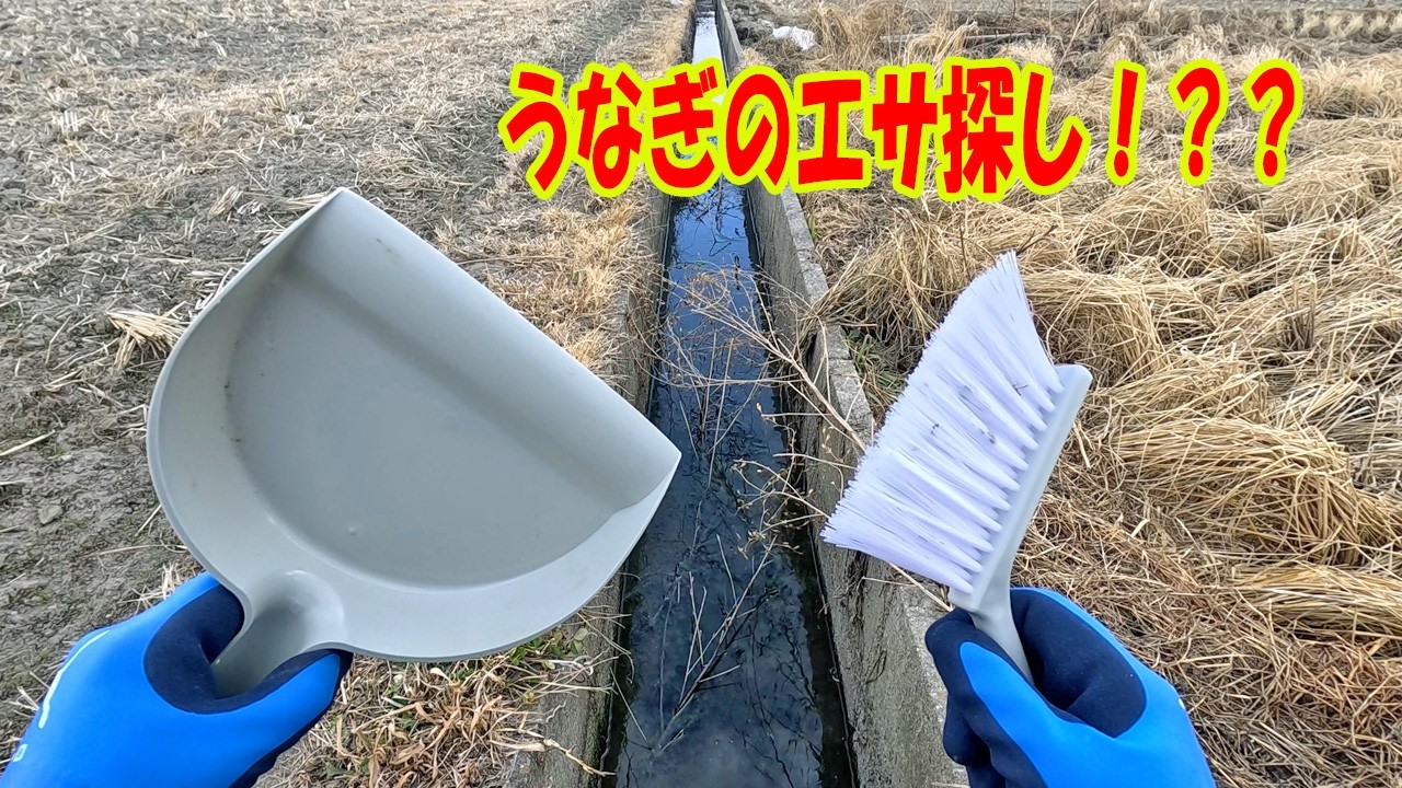 近所のU字溝でうなぎのエサを探してみた結果・・・