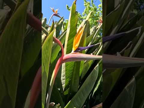 Bird of paradise