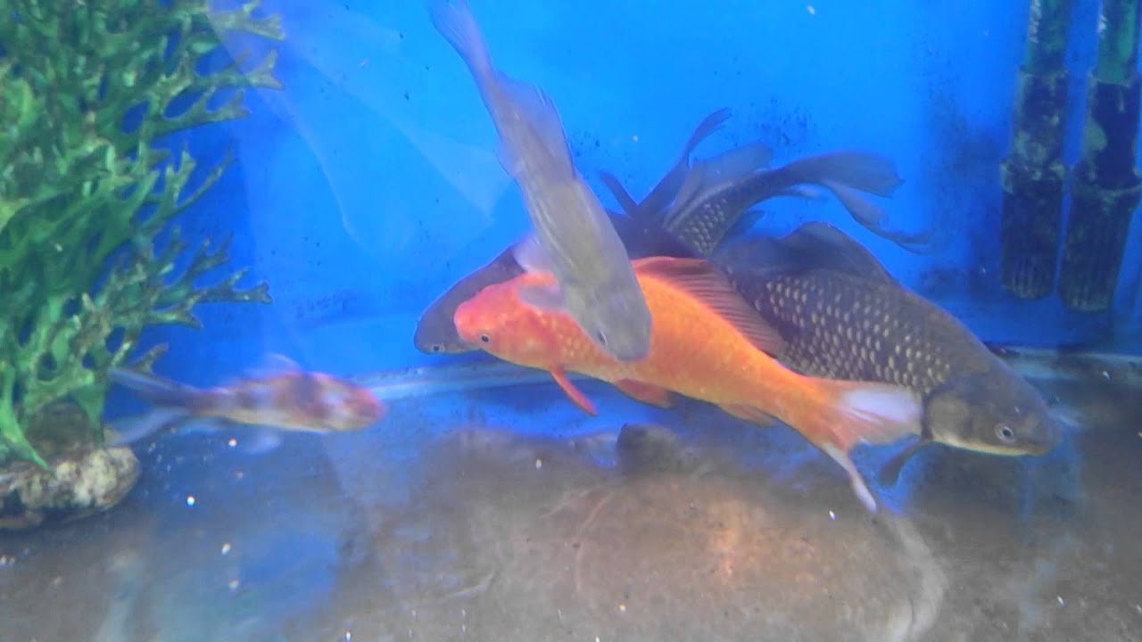 The history of the goldfish YouTube