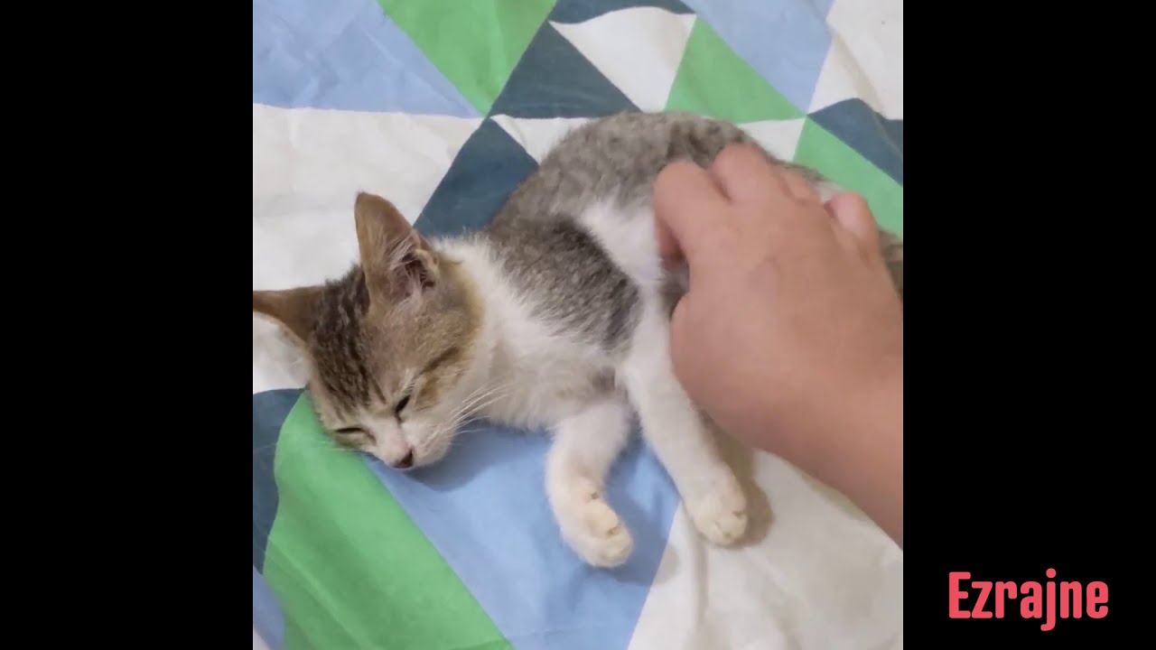 Introducing my cute kitty Bubbles! YouTube