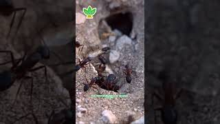 Kelelawar Makan Buahmu? Lindungi dengan Cara Ampuh Ini! #shorts