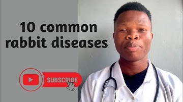 10 Common Rabbit Diseases Every Rabbit Farmer Must Know #rabbit #veterinary #pets  #agriculture 