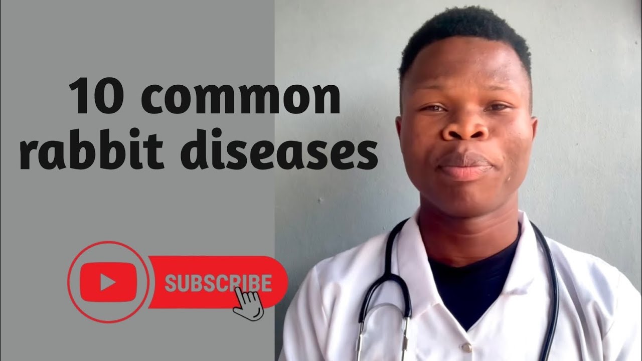 10 Common Rabbit Diseases Every Rabbit Farmer Must Know 