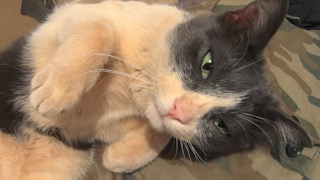 кошка позируе перед камерой , доброе видео Cat posing in front of camera, good video кошка позируе перед камерой , доброе видео Cat posing in front of camera, good video