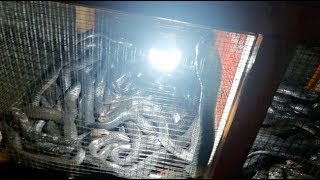 Snakes Head Gets Chopped Off Snakes Head Gets Chopped Off