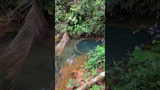 Look at Our Farm Pond With Crystal Clear Water 🌿💧