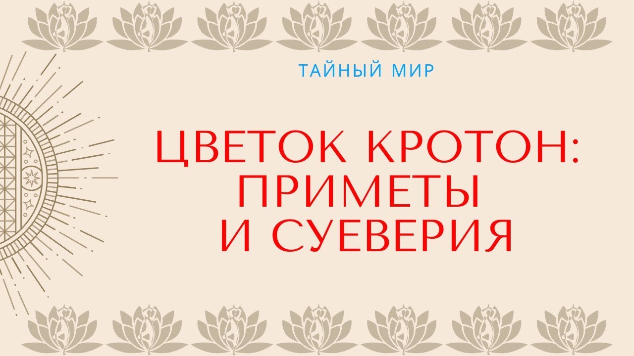 Цветок Кротон — приметы и суеверия