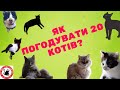 Як погодувати 20 котів?