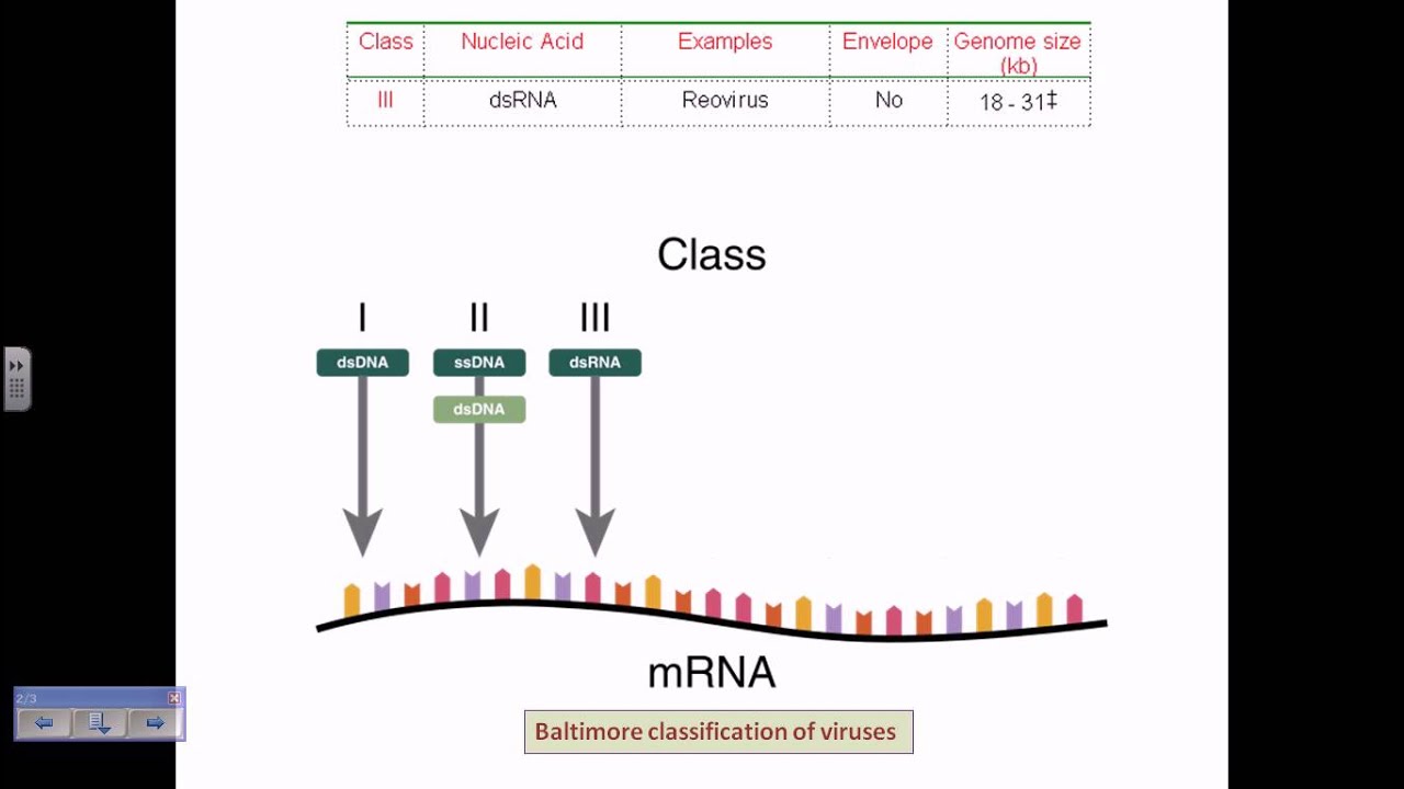 Baltimore Classification Of Viruses Youtube