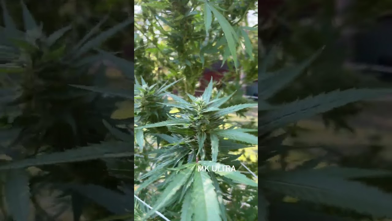2025 outdoor cannabis grow update 