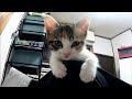 ソファで寝ていた子猫が家主に気づき嬉しそうな顔で抱っこされに行く【赤ちゃん猫】【保護猫】