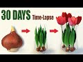 Tulips from bulbs in water  time lapse