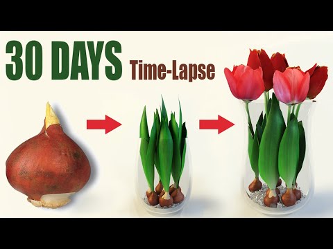 Vídeo: Cultivar bulbs de tulipes: com plantar i cuidar les tulipes