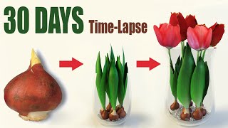 Tulips From Bulbs in Water 💦🌷 Time Lapse