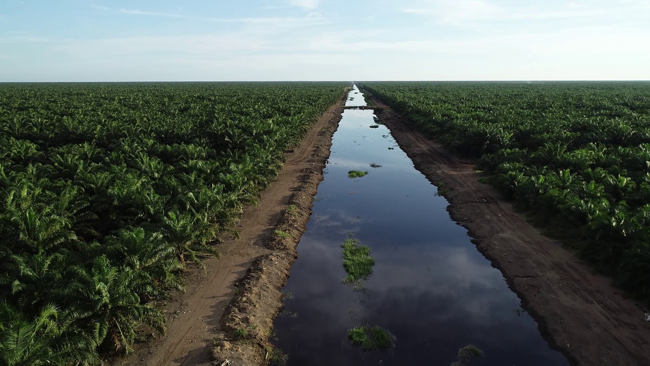 Borneo oil palm plantation