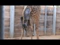 Giraffe Birth Close Up! - See Every Step of Asali's Birth at the Houston Zoo