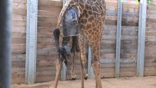 Giraffe Birth Close Up! - See Every Step of Asali's Birth at the Houston Zoo