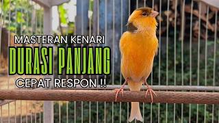Cukup 5 Menit! Suara Pancingan Kenari Ngerol Panjang Ampuh Atasi Kenari Diam Cepat Gacor & Emosi
