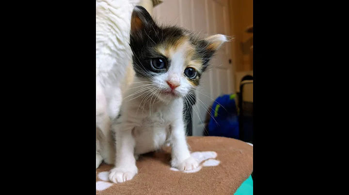 Video 1304941: japanese bobtail kittens, bobtail kittens playing, kittens 4k