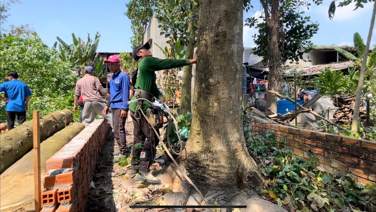 Lạnh người Chủ nhà có tang nên nhờ A Viên leo Cưa Cây Gáo khủng với điều kiện ép buộc 