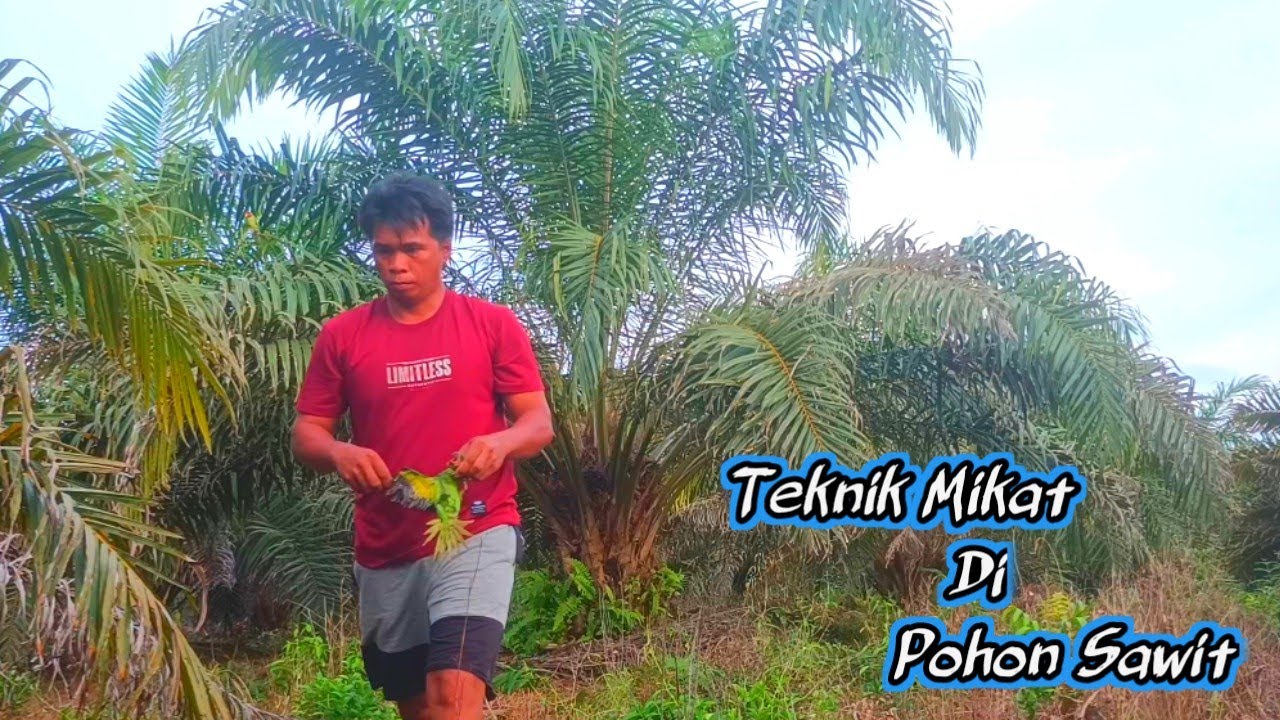Mikat Burung Betet Di Pohon Sawit // Mikat Dengan Teknik Ini Di Jamin Poin