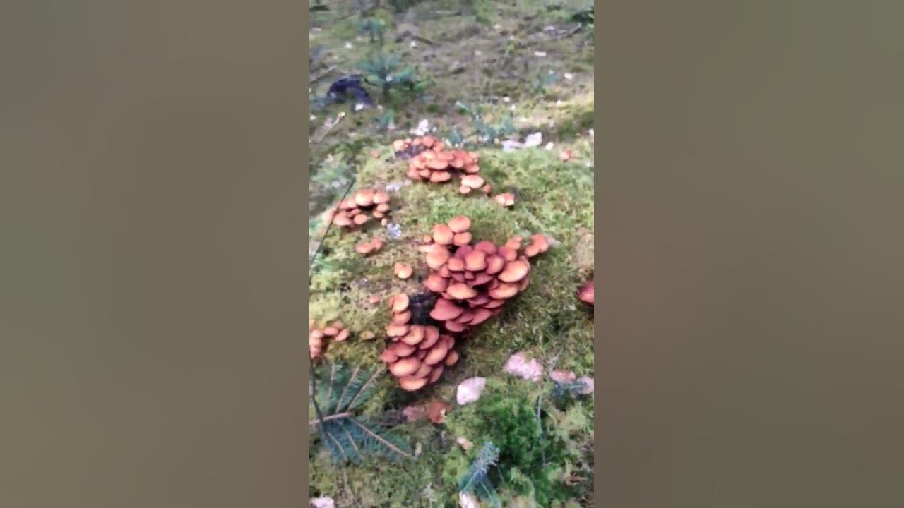 Полянка в лесу 😀🌾🌱🌲🍄☘️ Gettnau, Luzern, Switzerland @yosha28 - YouTube