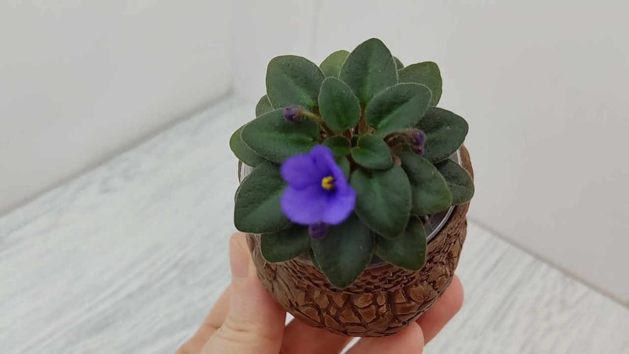 Фиалка Rob's Twinkle Blue