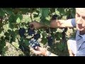 Live from the vineyard with Roberto Voerzio - puntata 6