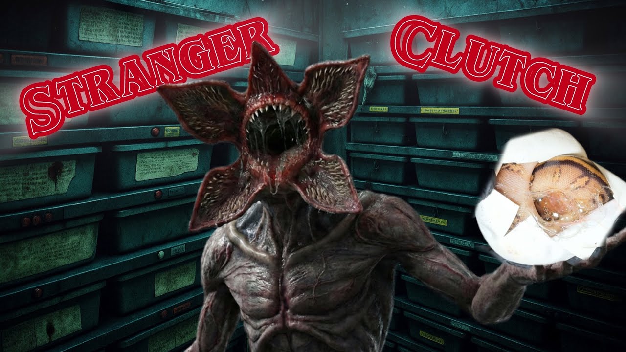 2025 Clutch #27 - “Mahogany Stranger Clown Clutch” Egg Cutting- Breeding Ball Pythons #reptiles