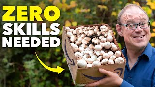 How To Grow Mushrooms In A Cardboard Box Zero Skills Needed