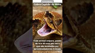 Cobra Capitão do Mato - Curiosidades#11