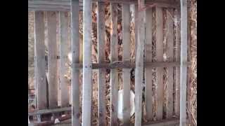 iBAKE University Grow -Compost