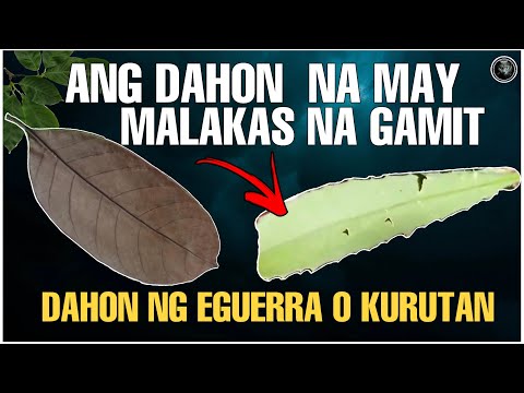 Video: Nawawalan ba ng mga dahon ang mga holly tree sa tagsibol?