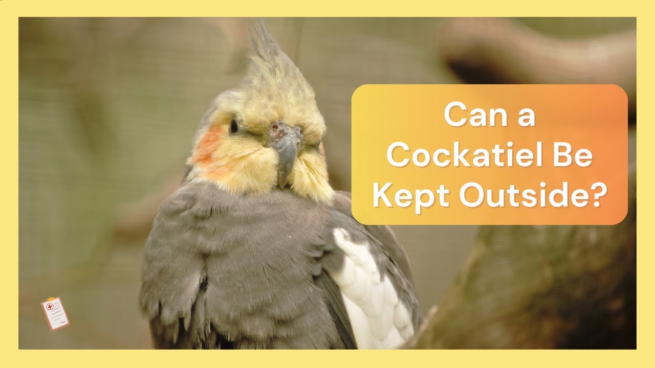 Can a Cockatiel Be Kept Outside Dr Cockatiel YouTube