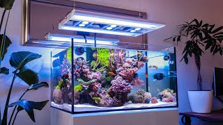 The CLEANEST Reef Tank I've Ever Seen