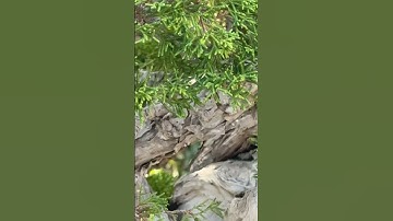 Bonsai - California Juniper