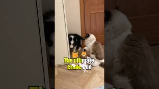 Dogs and cats teaming up for double the chaos 😭🐾