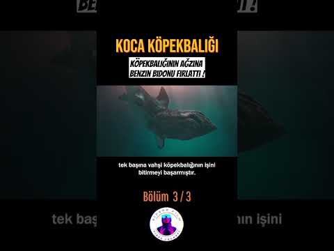 Koca Köpekbalığı | Bölüm 3 #film #dizi #movie