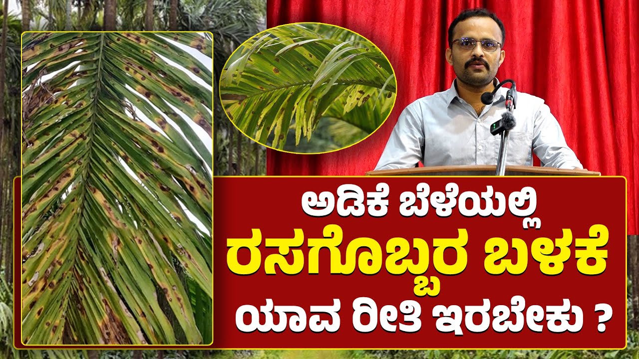 ಅಡಿಕೆಯಲ್ಲಿ ಪೋಷಕಾಂಶಗಳ ನಿರ್ವಹಣೆ | CPCRI ತೋಟಗಾರಿಕಾ ವಿಜ್ಞಾನಿ ಡಾ. ಭವಿಷ್ಯರವರಿಂದ ಮಾಹಿತಿ
