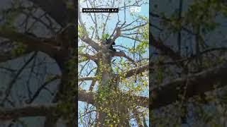 Bear in tree