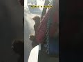 Madari monkey auto rickshaw ride 🐒 #monkey #funnyshorts #video #pet #viralshorts #realbusinessideas