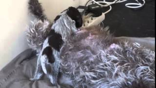 Djip Een Korthals Griffon Met Een Nest, Quality Time Een Op Een Na Nagels Knippen