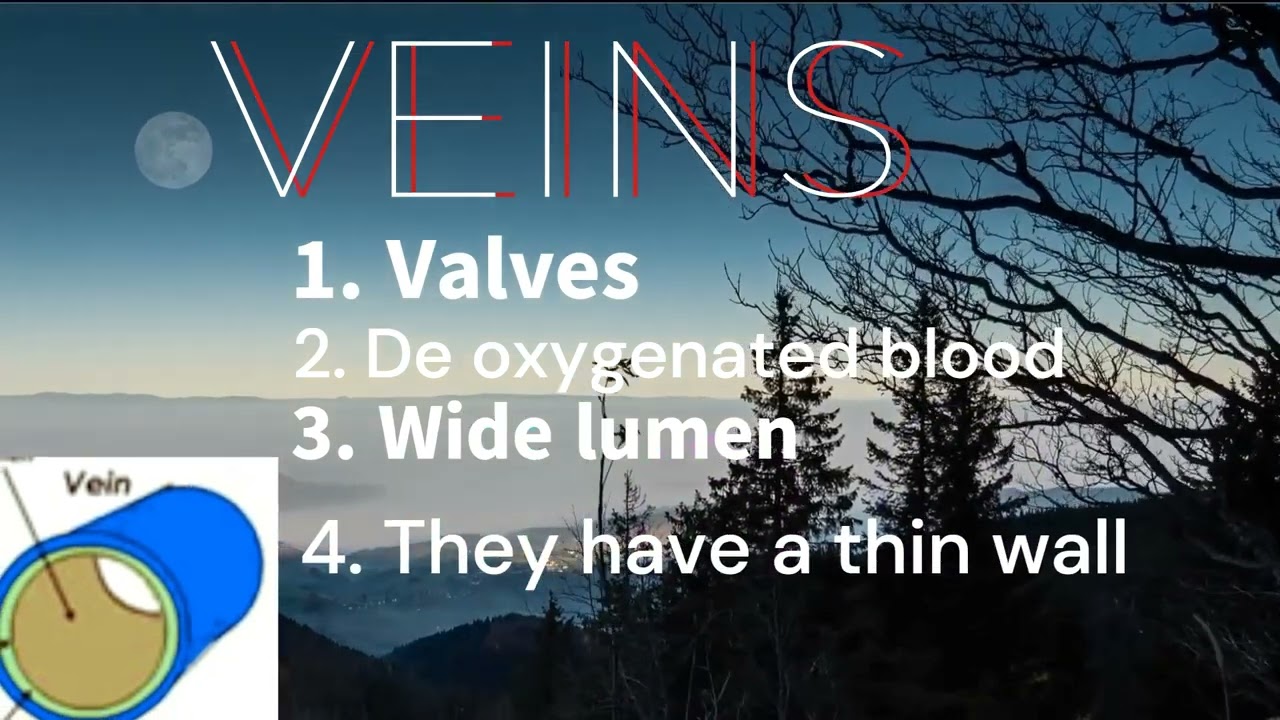 SCIENCE BLOOD CIRCULATORY SYSTEM