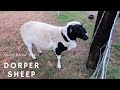 Dorper Sheep - Sheep Breed Series