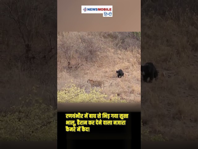 रणथंभौर में बाघ से भिड़ गया सुस्त भालू, हैरान कर देने वाला नजारा कैमरे में कैद!