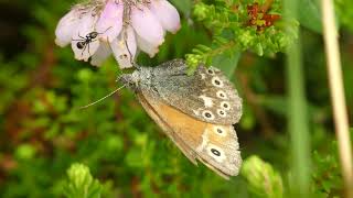 Download Lagu Veenhooibeestje MP3