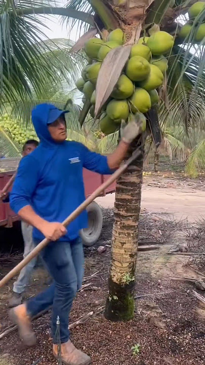 Easy to harvest young coconuts