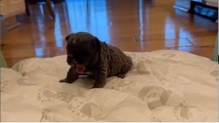 Tiny blind puppy says mommy's new mattress is great. It made him want to sleep immediately