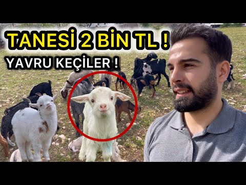 BU YAVRU KEÇİLER 2.000 TL ! Alsam mı ?