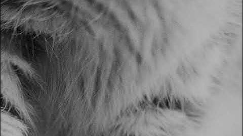 Cat - ARRIFLEX 16S test - Kodak Tri-X B&W Reversal